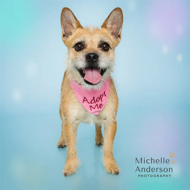 Adoptable Dog