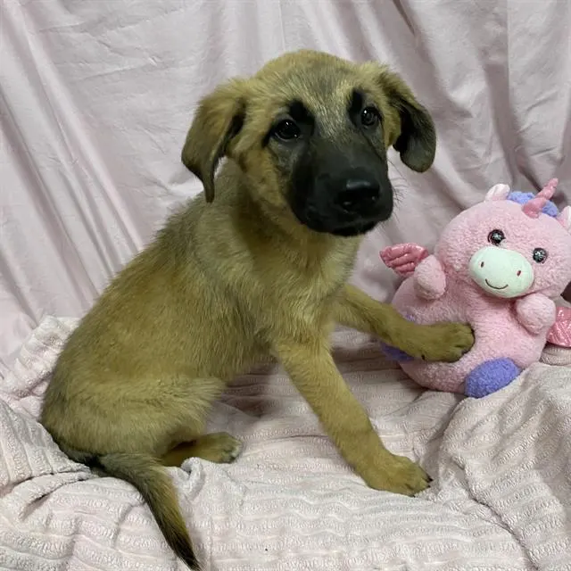 Adoptable Dog
