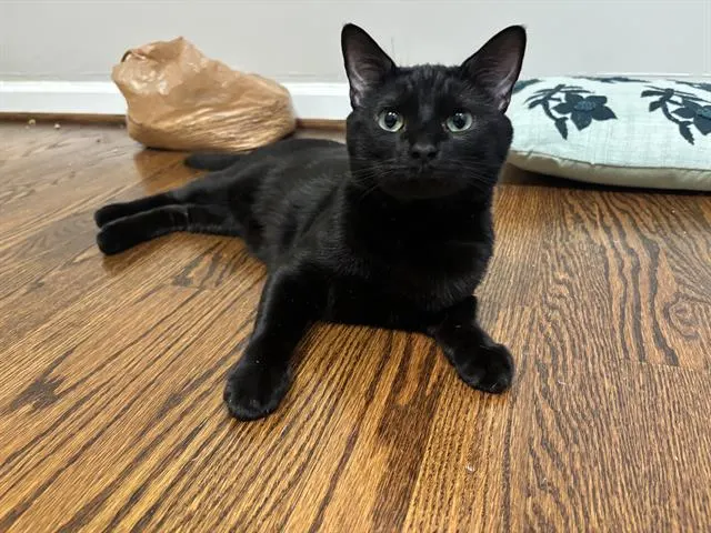Kiko