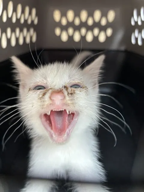 Adoptable Cat
