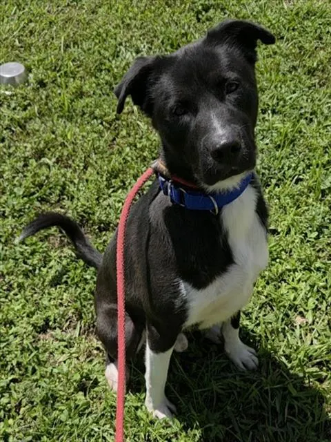 Finn
