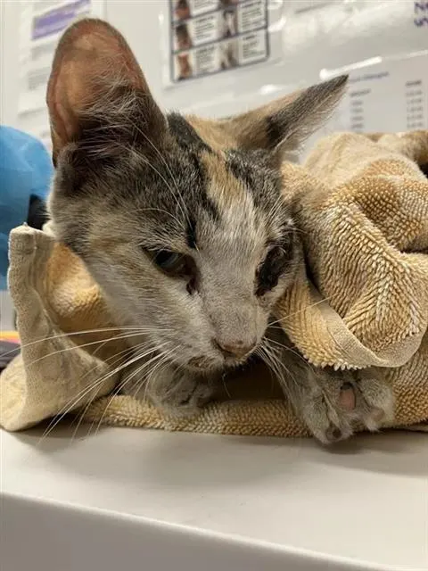 Adoptable Cat