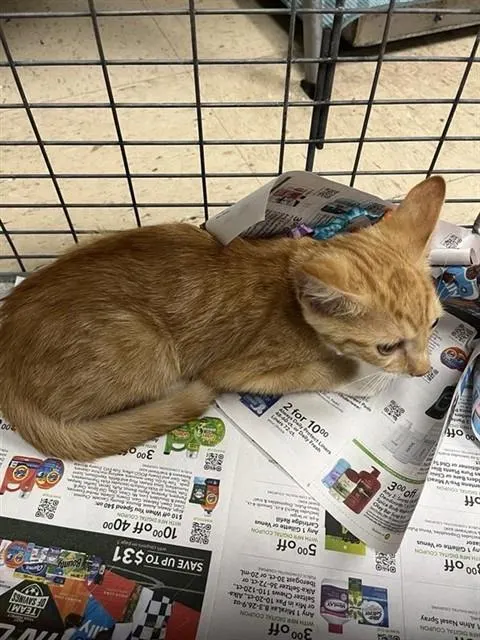 Adoptable Cat