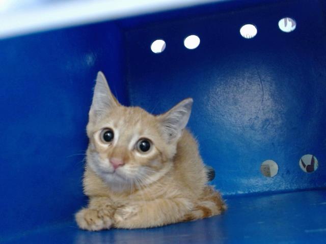 Adoptable Cat