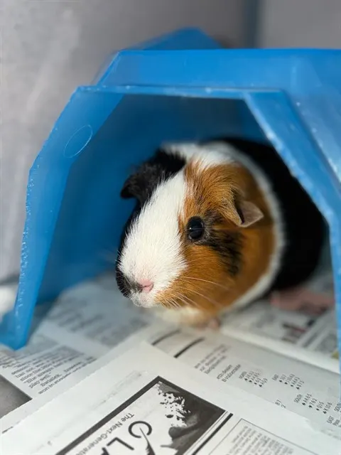 Peppa
