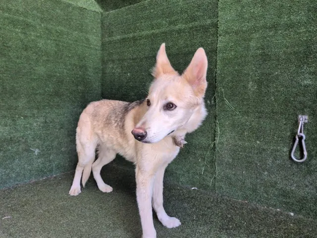 Adoptable Dog