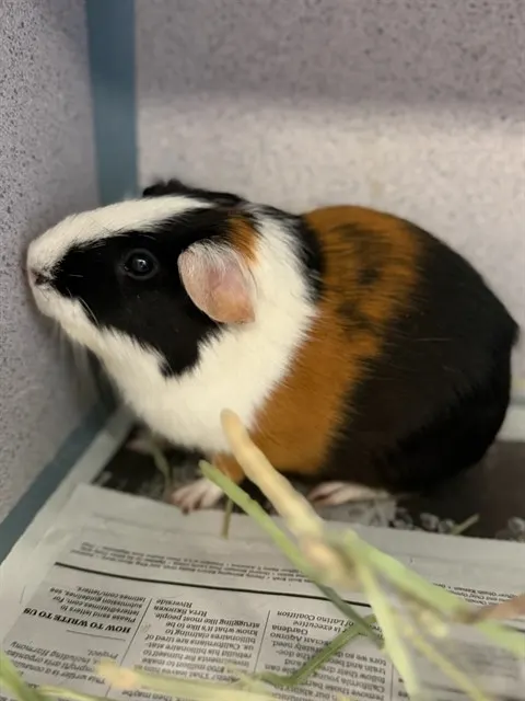 Piggy Azalea