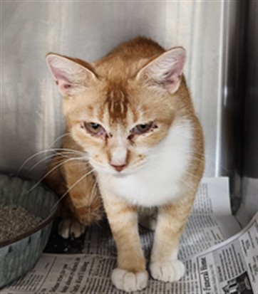 Adoptable Cat