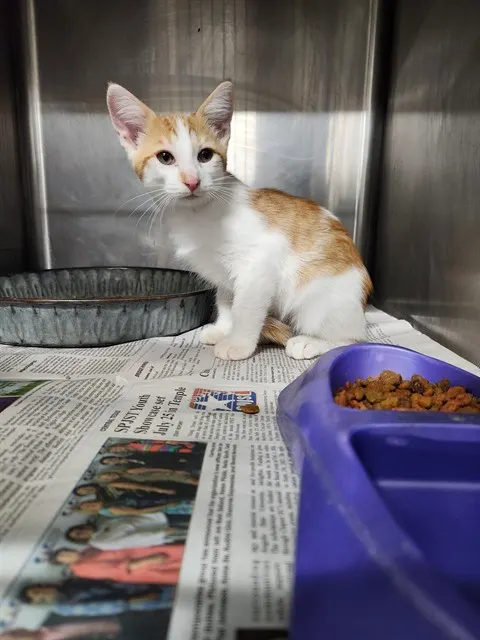 Adoptable Cat