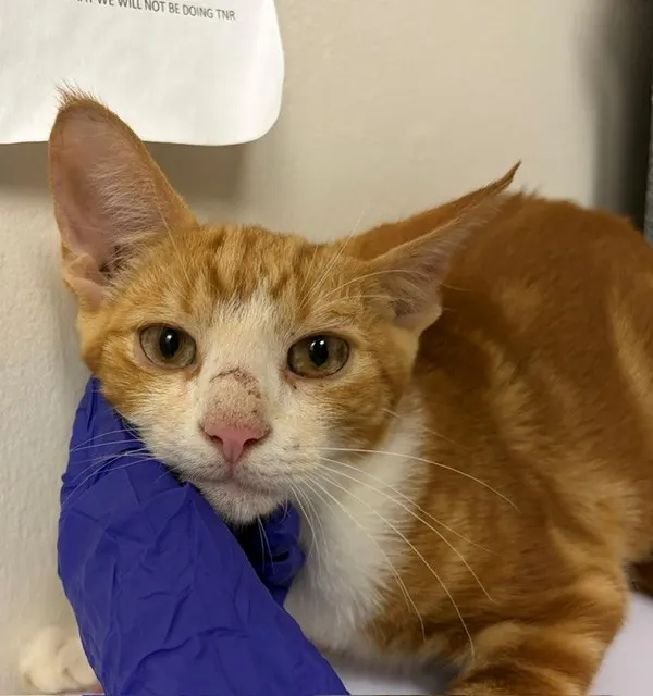 Adoptable Cat