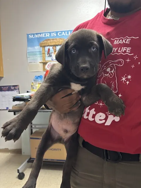 Milo