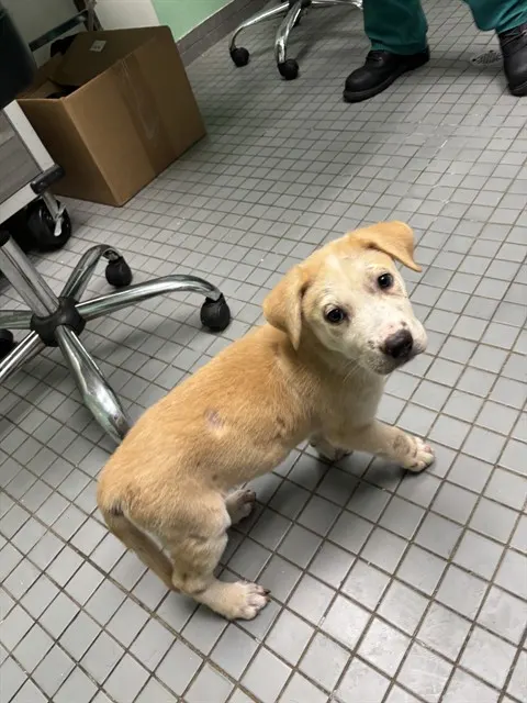 Otis