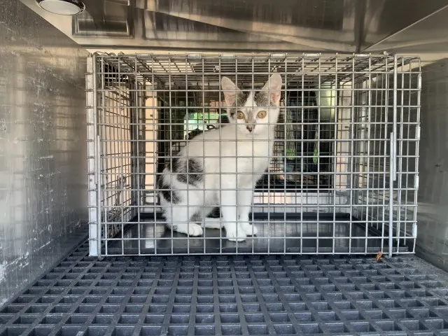 Adoptable Cat