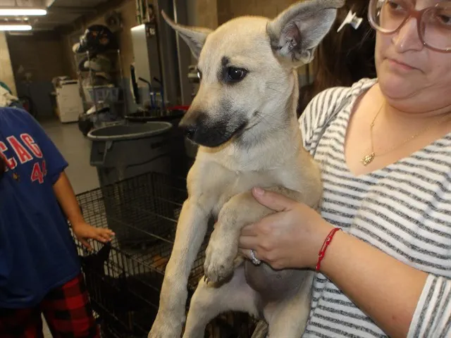Adoptable Dog