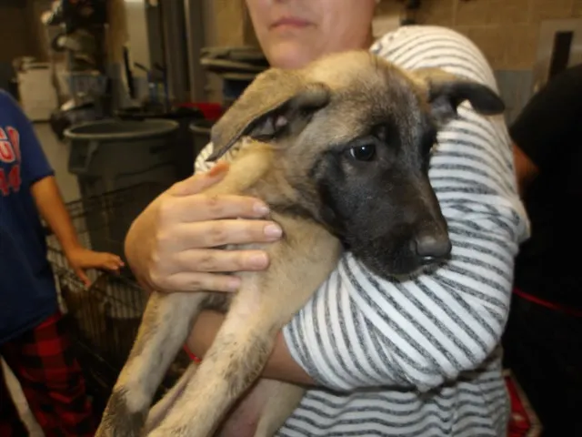 Adoptable Dog