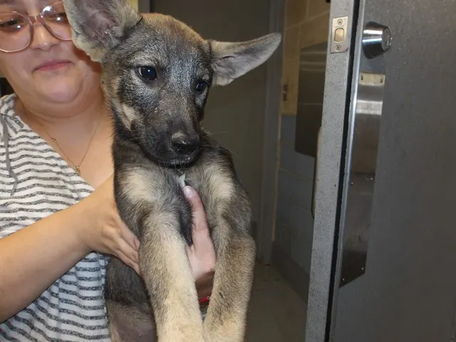 Adoptable Dog