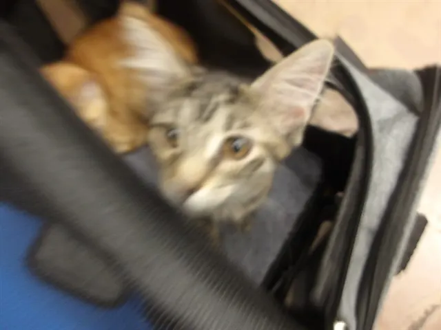 Adoptable Cat