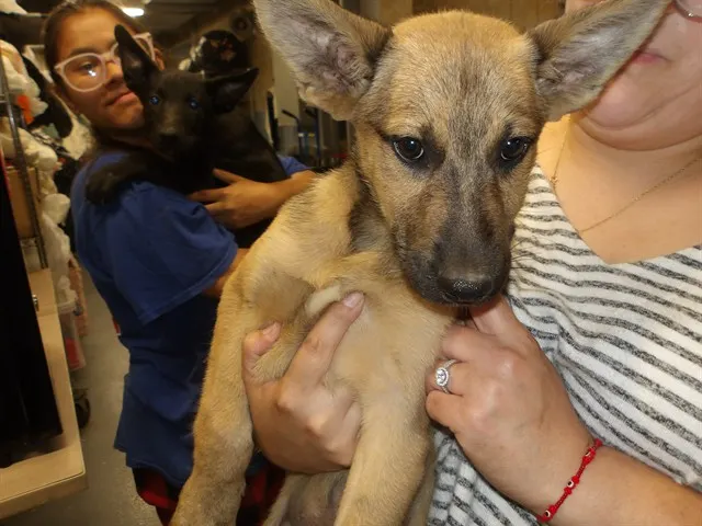 Adoptable Dog