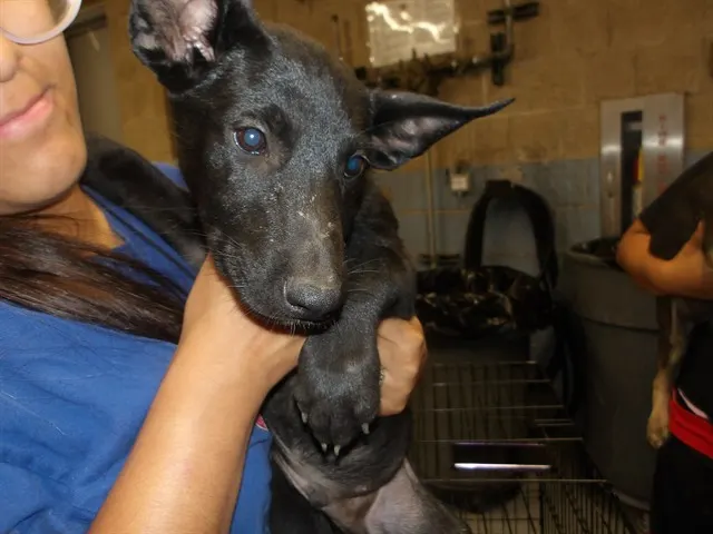 Adoptable Dog