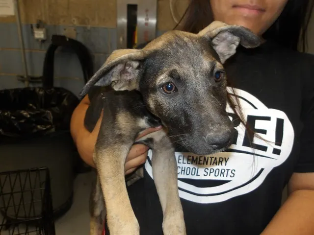 Adoptable Dog