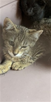 Adoptable Cat