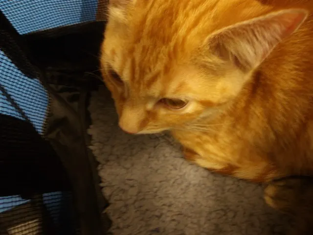 Adoptable Cat