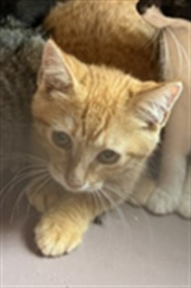 Adoptable Cat