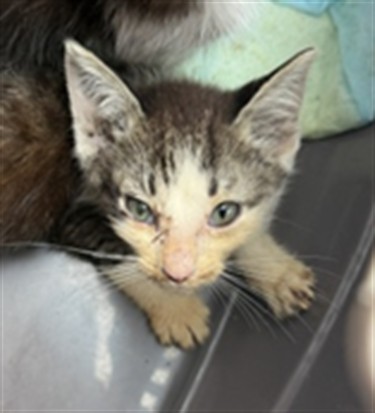 Adoptable Cat