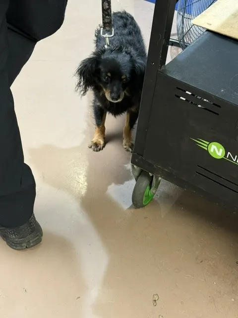 Adoptable Dog