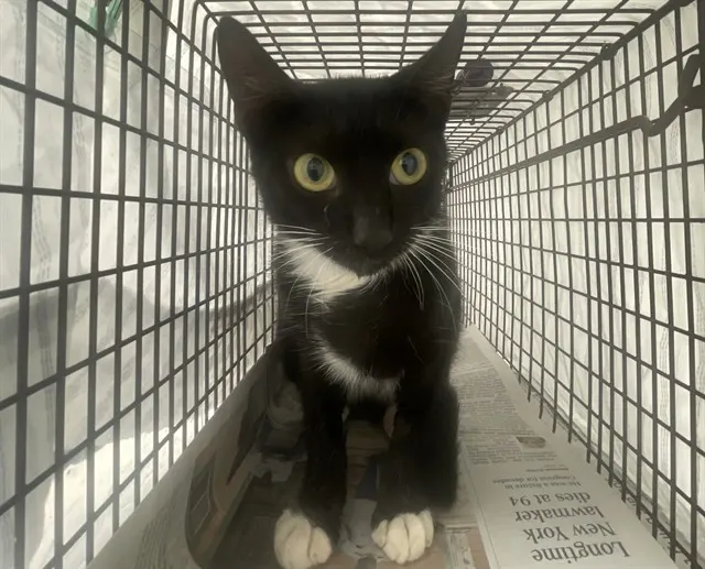 Adoptable Cat