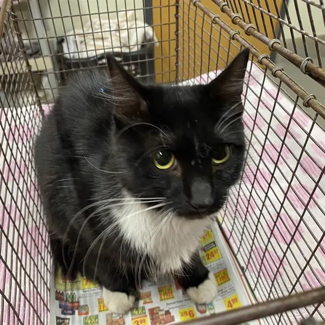 Adoptable Cat