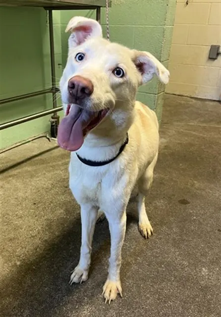Adoptable Dog