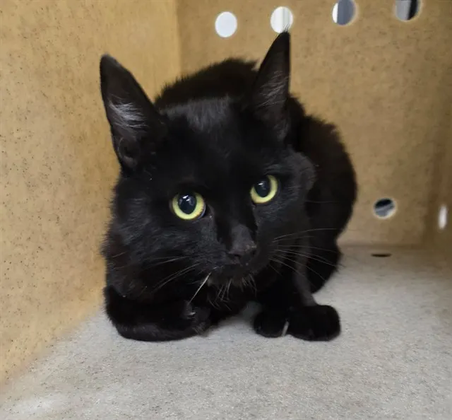 Adoptable Cat