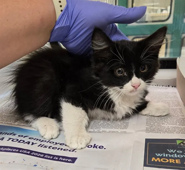 Adoptable Cat