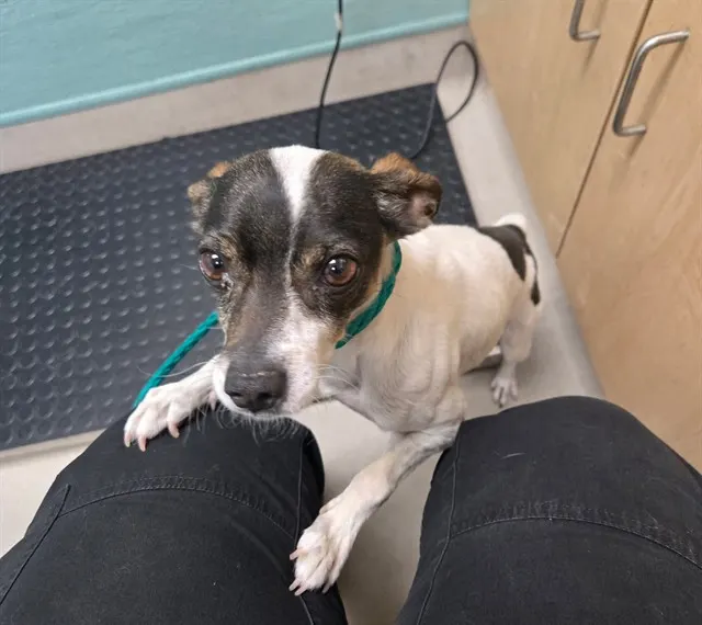 Adoptable Dog
