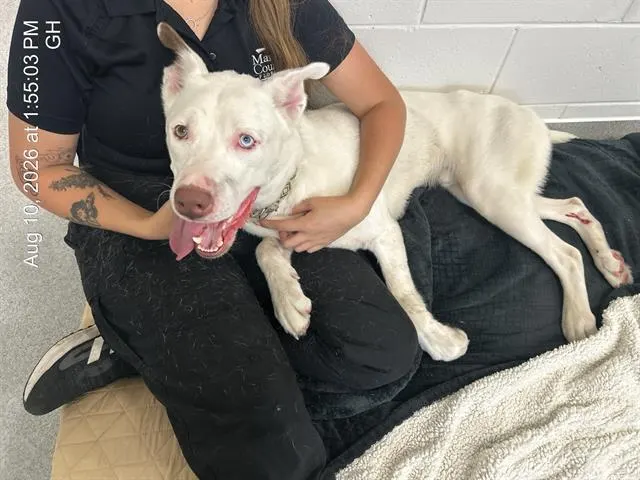Adoptable Dog