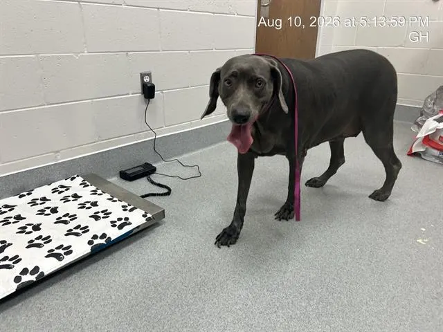 Zena