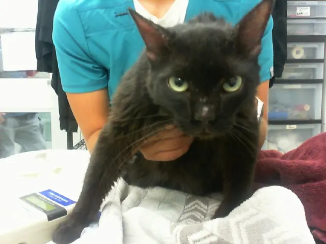 Zoo Cat