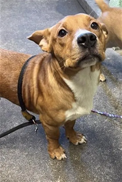 Adoptable Dog