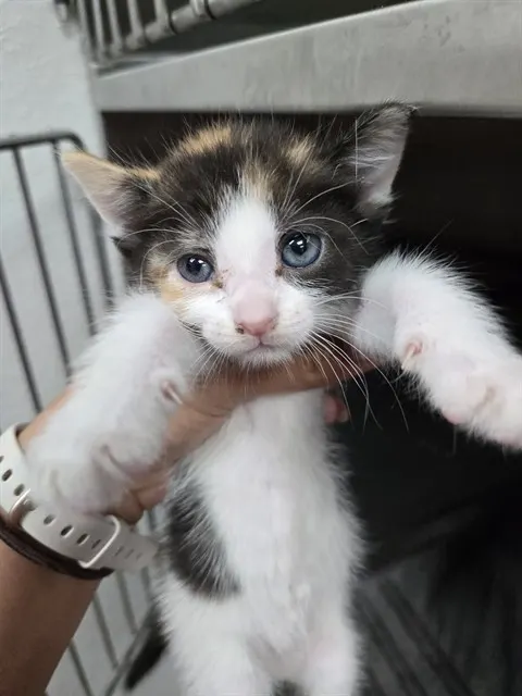Mimi