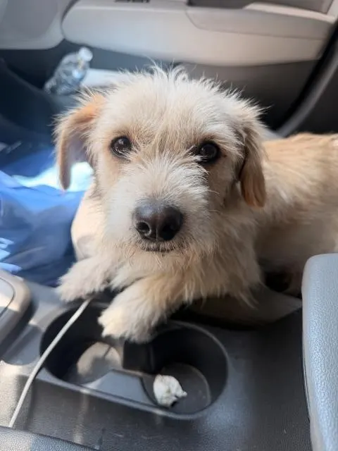 Adoptable Dog