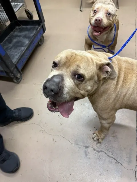 Adoptable Dog