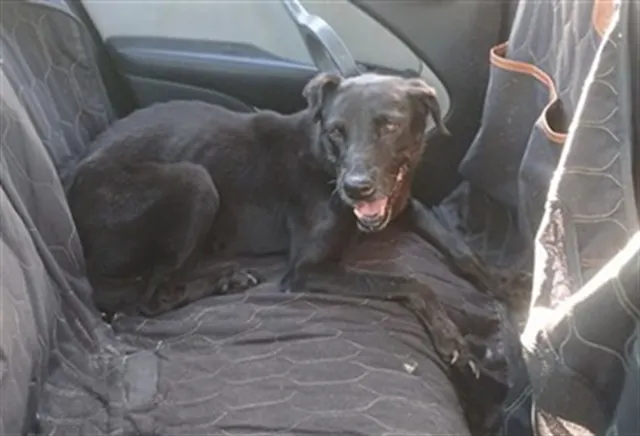 Adoptable Dog