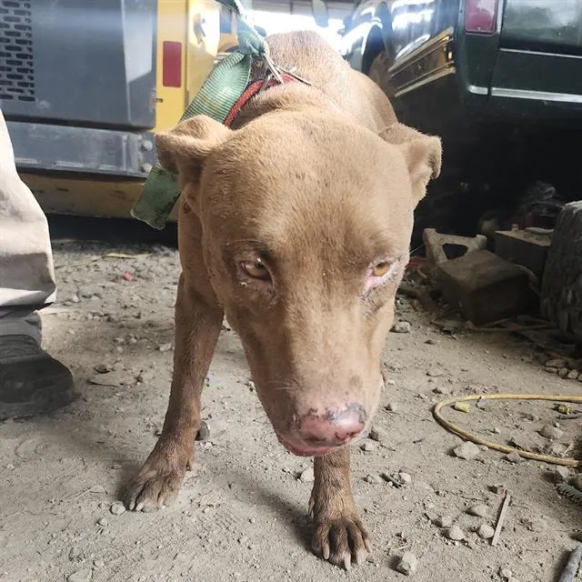 Canela
