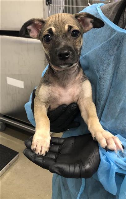Adoptable Dog