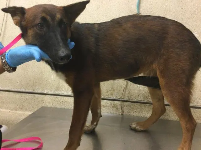 Adoptable Dog