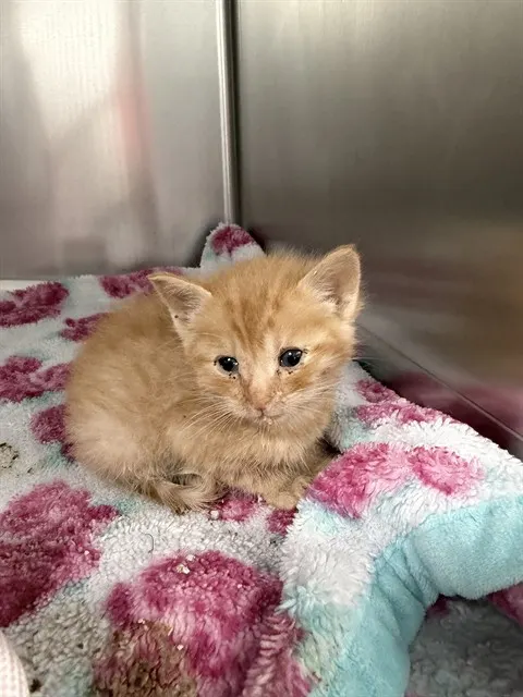 Simba