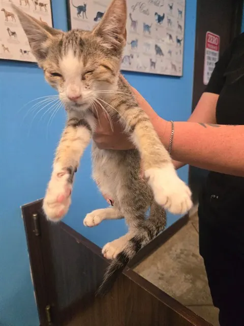 Adoptable Cat