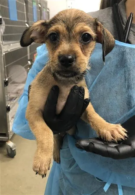 Adoptable Dog