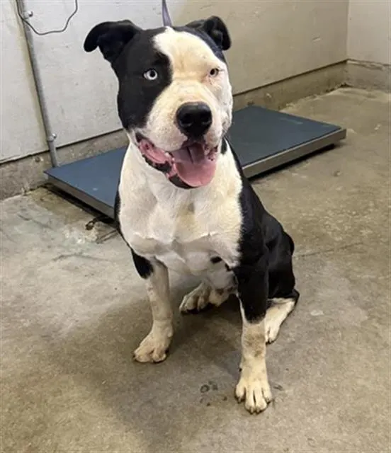 Adoptable Dog